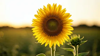 Helen Keller's Wisdom: Unlock Your Inner Power for Unshakeable Happiness and Success