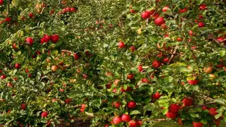 Valley Cooperatives Upgrade Cold Logistics To Protect Heritage Apple Harvests Across Kashmir