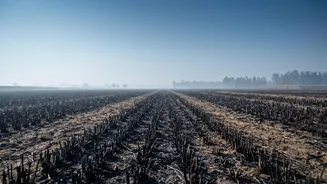 Researchers Examine The Link Between Crop Burning And India’s Seasonal Air Pollution