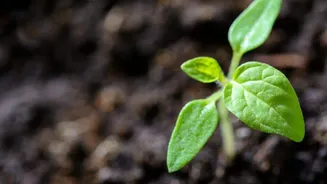How to use cardboard rolls for plant growth