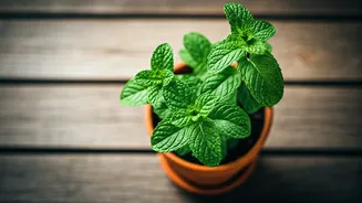 Mint Pots Are The Lazy Gardener’s Win
