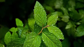 Travel Insurance Guide: Understanding Coverage For Rain And Natural Events
