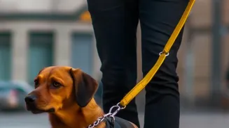 How Urban Pet Owners Can Spot And Treat Damp-Coat Skin Allergies In Dogs