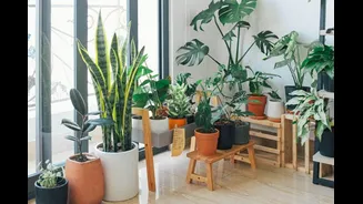 6 Indians Plants To Bring Indoors This Summer To Cool Your Home Naturally