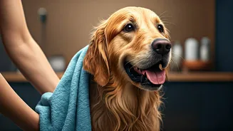 Dogs Deserve A Monsoon-Proof Grooming Routine