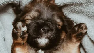 Monsoon Pet Care Tips: Keep Dog Paws Dry To Avoid Painful Fungal Infections After Walks