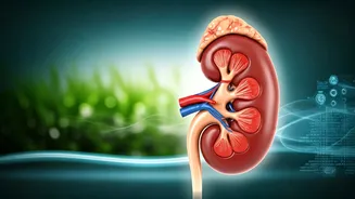 Kidney Health in India: Bridging Medical Care and Environmental Wellness for a Healthier Future