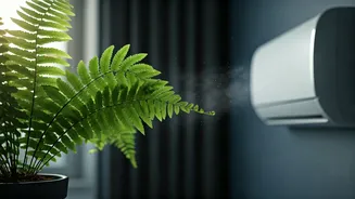 Stop Letting Indoor Air Conditioning Dry Out Delicate Houseplant Ferns