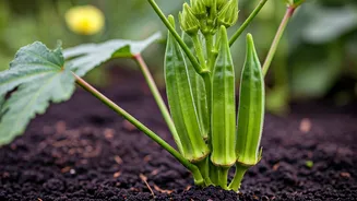 Bhindi Is The Practical Pre-Monsoon Garden Hero
