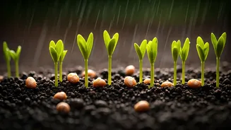 Rainy Soil Gives Seeds A Softer Landing