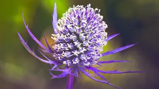 The Nilgiris' Famous Purple Flower Is Legally Protected From Damage