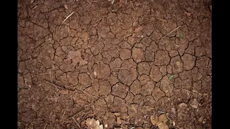 How Farmers Can Prepare for Rainfall Deficiency and El Niño Conditions