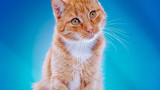 International Cat Day Puts Indoor Enrichment beside Physical Safety