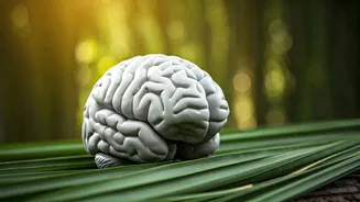 Tai Chi Can Improve Brain Function Quickly