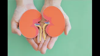 Doença renal vai muito além dos rins: pode afetar coração e cérebro