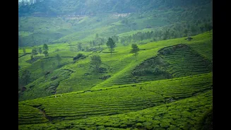 Wayanad May reset over Munnar: which homestays still hold rooms this week
