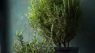 The Best-Looking Fragrant Plants For Small Spaces: A Closer Look