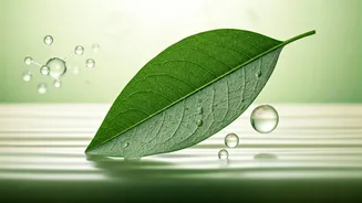 Why Centella And Ceramides Are Everyday Favourites