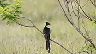 This Bird Is Known As The 'Monsoon Forecaster’ In India? Meet The Jacobin Cuckoo!