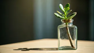 Boost Desktop Greenery By Growing Jade Inside Recycled Apothecary Bottles