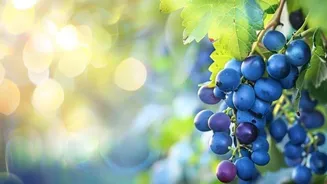 Why wild grapes are good for your health