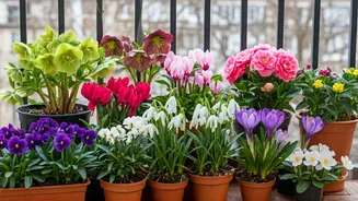 8 Winter Blooms to Brighten Your Balcony Garden
