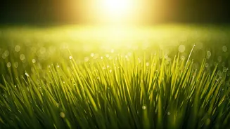 Lower Screen Fatigue Naturally By Walking Barefoot On Lawns