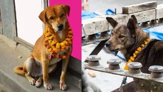 Nepal Celebrates Dogs During Diwali