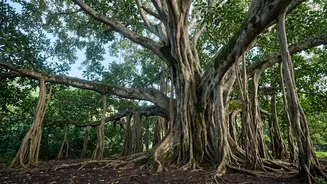 A Closer Look At The Reported Oldest Tree's Location As India's Oldest Avocado Tree Makes News