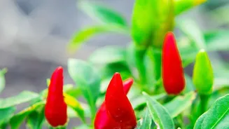 How to grow Thai chillies in pots