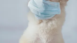 A Pet Itch Plan Should Track Symptoms, Treatment and Response Together