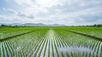 Why September Rain Is Important Even After Much Of The Kharif Season Has Passed