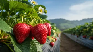 AI Weather Alerts Help Mahabaleshwar Strawberry Farmers Time Crop Sprays