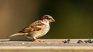 Astrology Secrets: How Feeding Sparrows Can Bring Prosperity and Peace