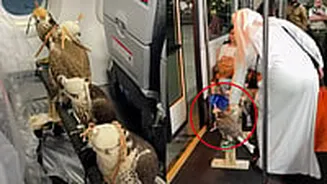 Viral Video Shows Falcons Travelling In Dubai Plane; Watch Passenger's Reaction To The Hunting Birds Seated Next To Him