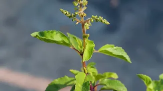 Urban Chennai Residents Are Growing Herbs At Home With Smart Balcony Farming