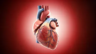 Heart Health: Walk vs. Gym - A Cardiologist's View