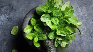 Urban Balcony Gardening Hacks: Fresh Basil Mint Curry Leaves Easily Today