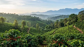 Digital Nomads Head To Coorg Coffee Plantations For Fiber Internet and Fresh Views
