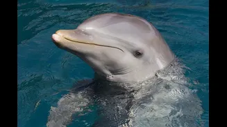 ‘Kamikaze Dolphins’ Claim: Are Marine Mammals Iran’s Secret Weapon? What Pentagon Chief Said