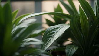 Deploy Liquid Seaweed Concentrates For Hydrated Balcony Foliage Plants