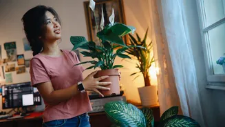 Falar com plantas funciona? Veja o que diz estudo