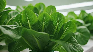 Hydroponic Lettuce Grown In Delhi Apartments Beats Premium Grocery Brands