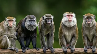 Unveiling 7 Extraordinary Monkeys Around the Globe