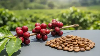 Why Indian specialty coffee brands focus on single-origin Arabica transparency from estate to cup