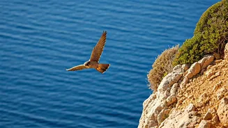 Folegandros: A Secluded Cycladic Gem for Birdwatching and Tranquil Escapes