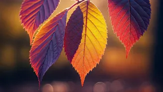 Beyond Green: Unveiling the Science Behind Colorful Tree Leaves