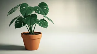 No-Pest Greenery Is Making Plant Parenting Easier