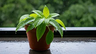 Balcony Gardening: Avoid Root Rot This July Monsoon