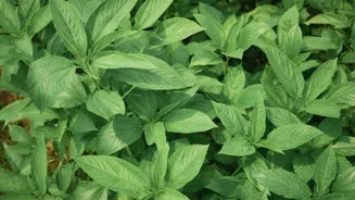 5 health benefits of jute mallow leaves